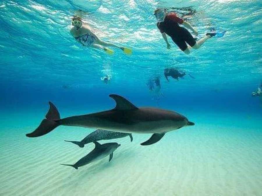 ZANZIBAR : Mnemba Dolphin and Snorkeling Tour - Setting out from Nungwi toward Mnemba Atoll