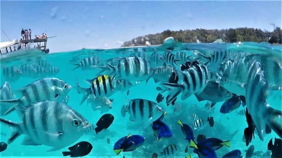 Zanzibar: Mnemba Island Dolphin and Snorkeling Tour - From Nungwi reception to the open sea