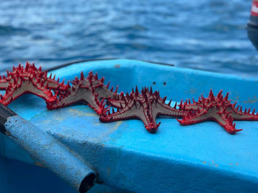 Zanzibar: Mnemba Island&Dolphin Swim With Optional Lunch - Sandbanks, fruit, and the Mnemba view