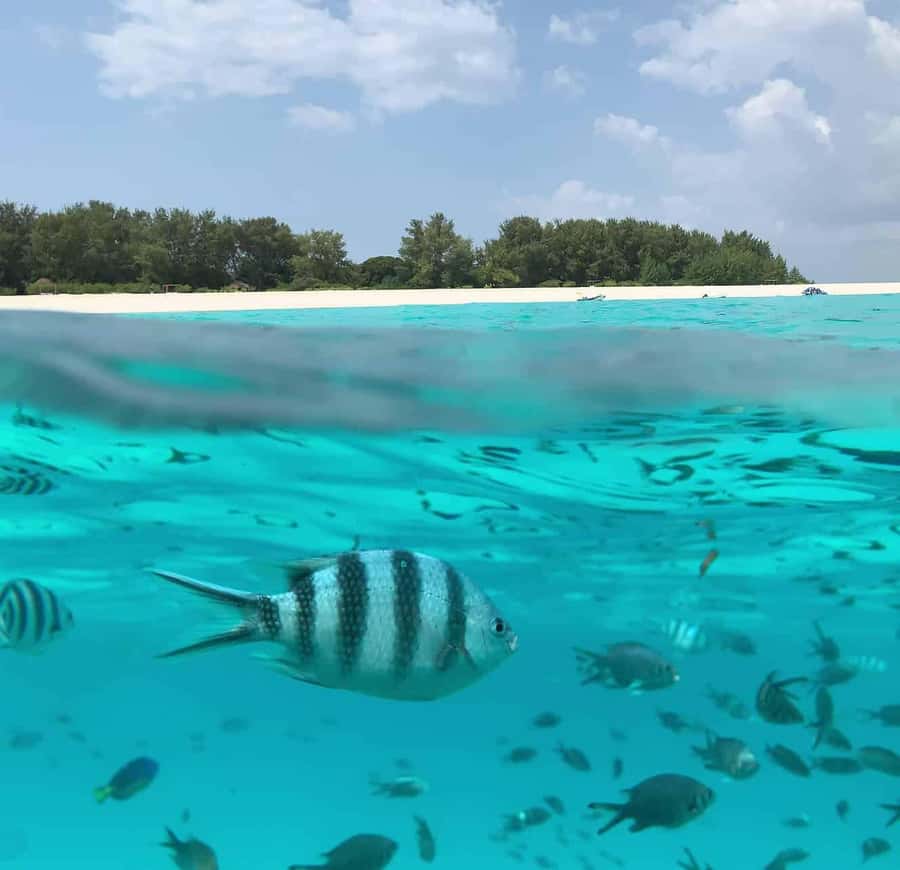 Zanzibar: Mnemba Island&Dolphin Swim With Optional Lunch - Practical preparation for a better day