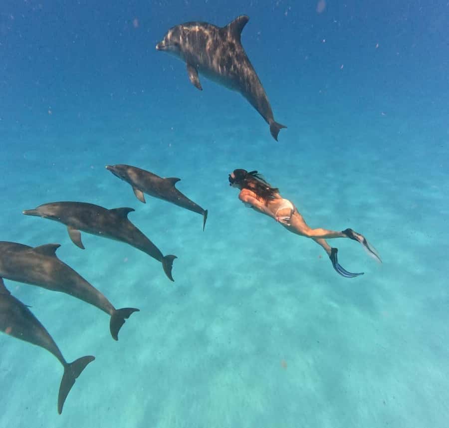 Zanzibar: Mnemba Island&Dolphin Swim With Optional Lunch - The dolphin stop: thrilling in theory, sensitive in practice