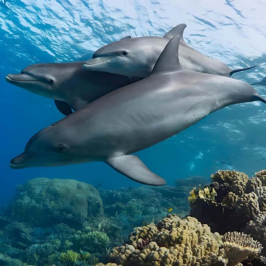 Zanzibar: Mnemba Island & Jozani Forest Tour with Turtles - What snorkeling at Mnemba is really like
