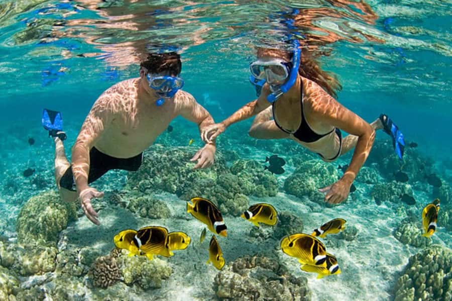 Zanzibar: Mnemba Island & Jozani Forest Tour with Turtles - Crossing the mangrove bridge without trampling the habitat