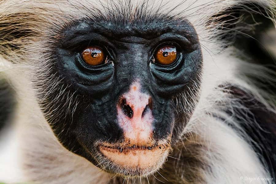 Zanzibar: Mnemba Island & Jozani Forest Tour with Turtles - Who should book this Zanzibar tour?