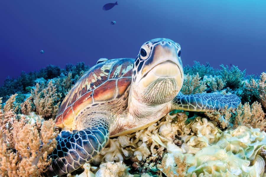 Zanzibar: Mnemba Island, Monkeys & Kuza Cave Private Tour - Key points to know before booking