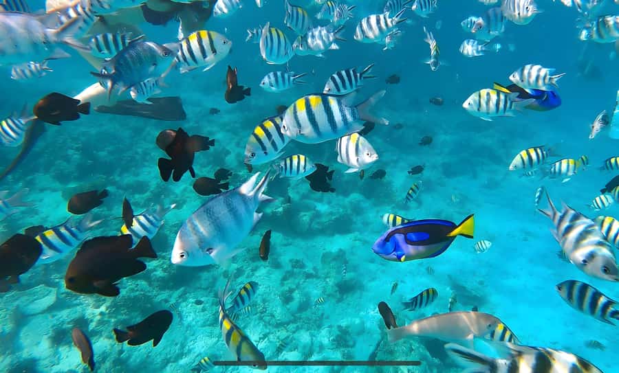 Zanzibar: Mnemba Island Snorkeling and Dolphin Tour - Leaving the hotel for Muyuni Beach