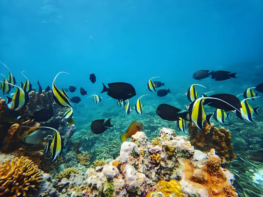 Zanzibar: Mnemba Island Snorkeling and Dolphin Tour - Who will enjoy this Zanzibar excursion?