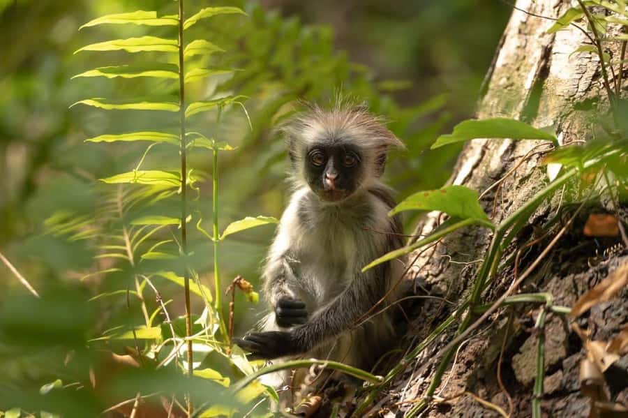 Zanzibar: Monkey, Salaam Cave, The Rock, & Clear Kayak Tour - Jozani Forest offers a chance to meet Zanzibar’s red colobus
