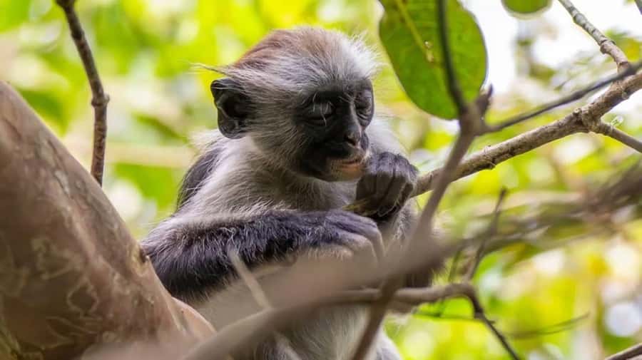 Zanzibar: Monkey, Salaam Cave, The Rock, & Clear Kayak Tour - Clear kayaking finishes on a quieter note