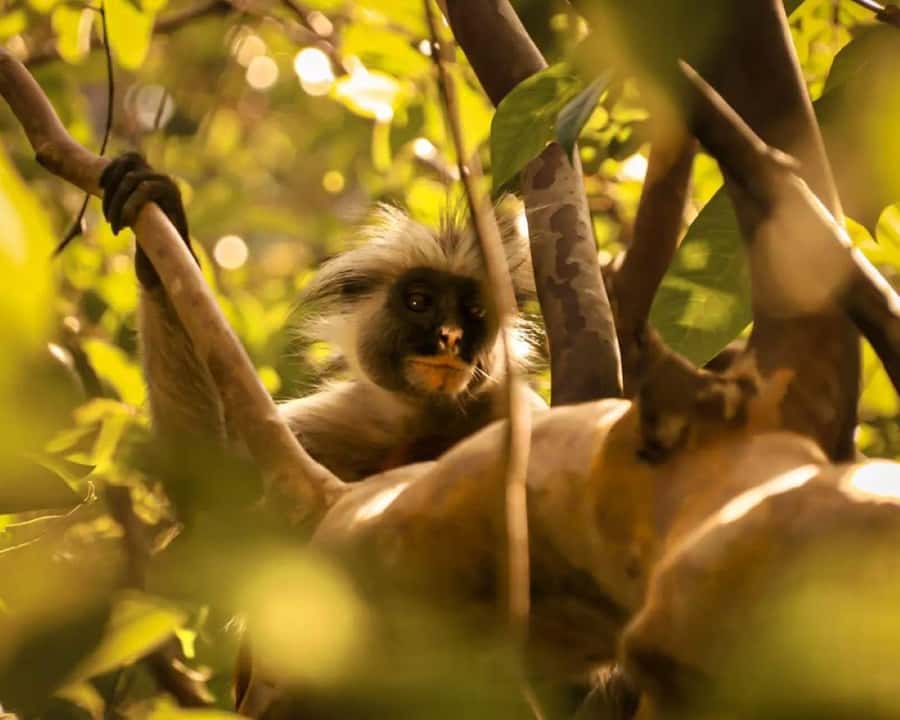 Zanzibar: Monkey, Salaam Cave, The Rock, & Clear Kayak Tour - What the $150 price really covers