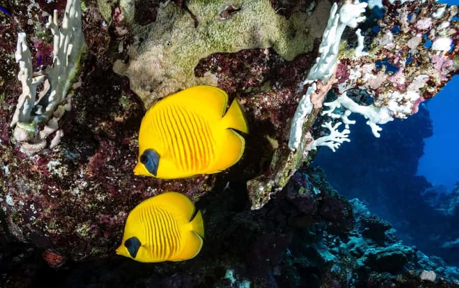 Zanzibar: Monkey, Salaam Cave, The Rock, & Clear Kayak Tour - Mnemba Atoll starts the day with blue water and busy boats
