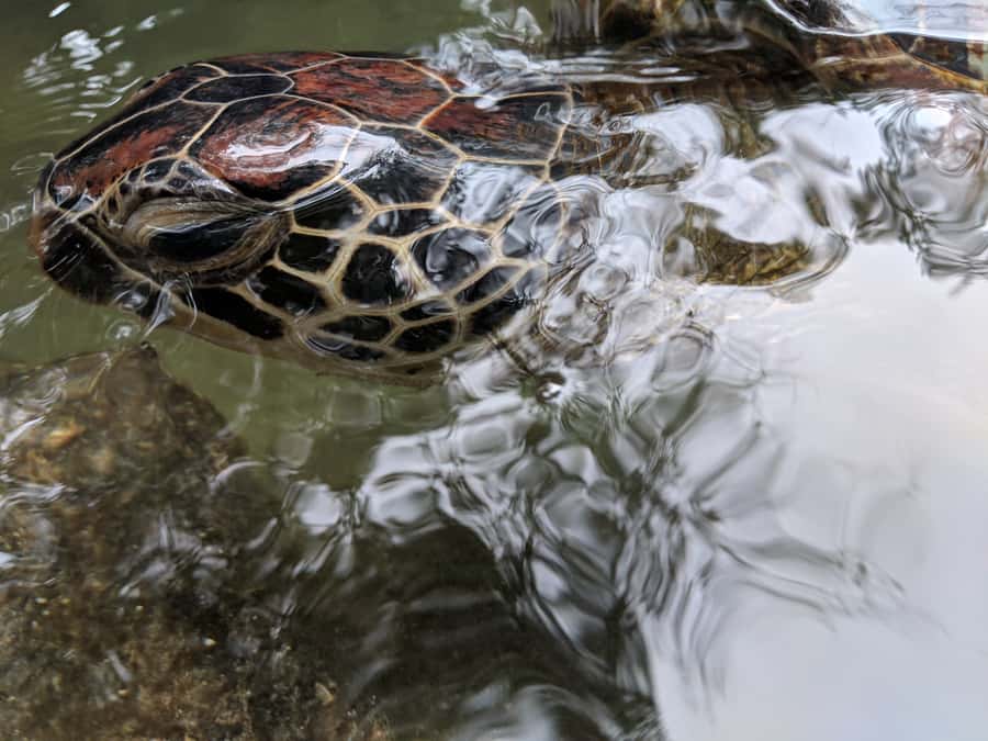 Zanzibar: North Coast and Turtle Sanctuary Tour - Nungwi beaches and a look at coastal life