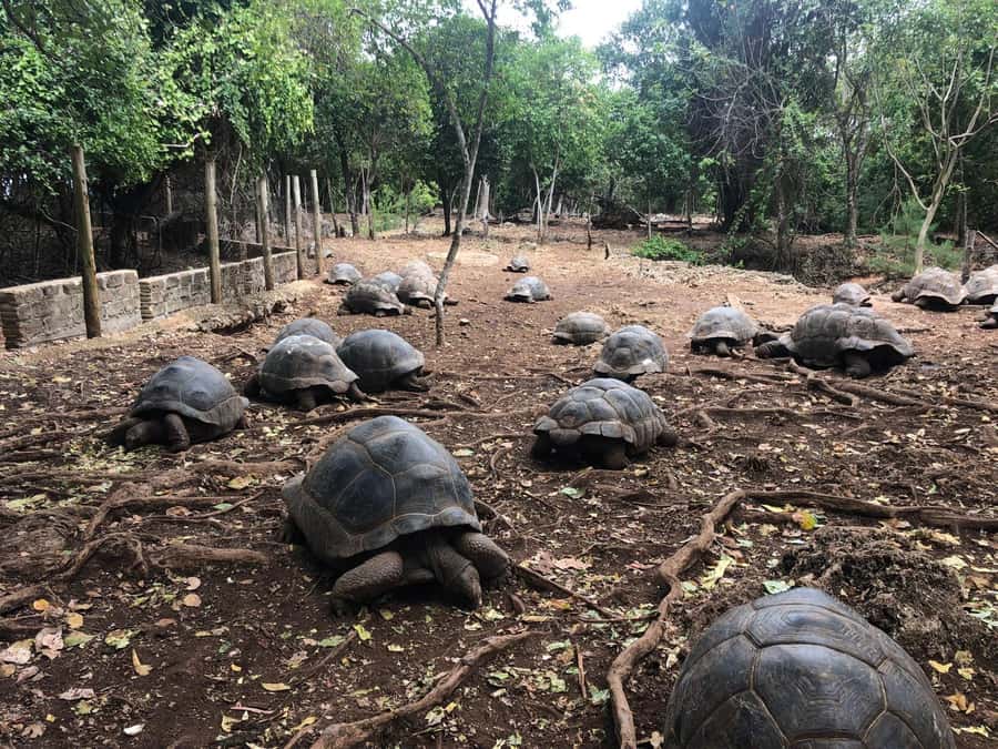Zanzibar: Prison Island, Stone Town, & Spice Farm Tour - Prison Island and the giant tortoises