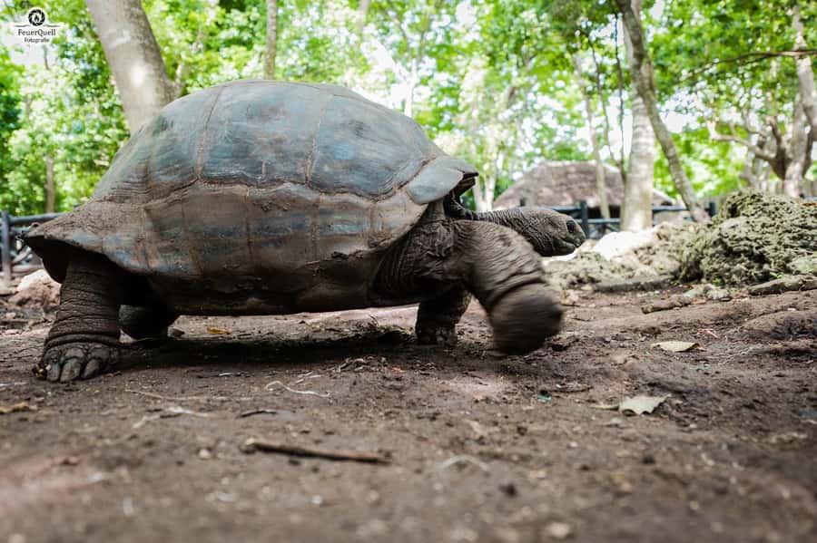 Zanzibar: Prison Island, Tortoise, Jozani Forest Guided Tour - Walking among Jozani’s red colobus monkeys