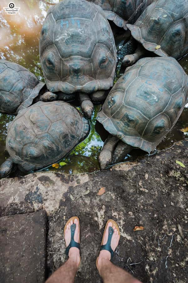 Zanzibar: Prison Island, Tortoise, Jozani Forest Guided Tour - Mangroves and the giant tortoise stop