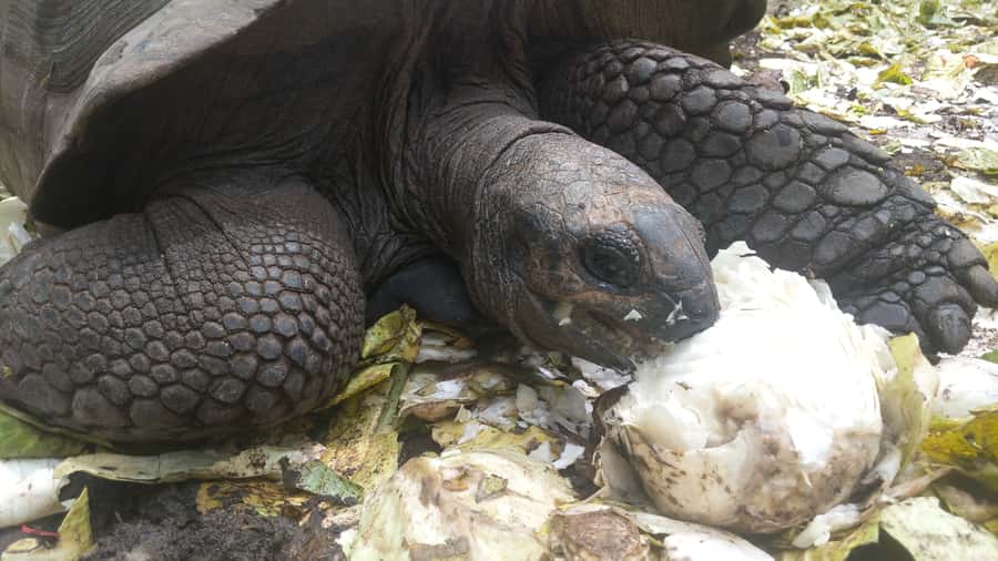 Zanzibar: Prison Island Tour with Lunch on the Sandbank - Meeting the giant tortoises