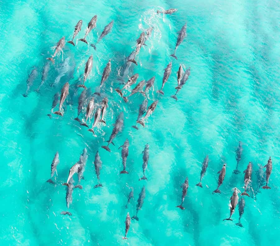 Zanzibar: Private Sail to Pungume Sandbank with BBQ Lunch - Sailing from the southern coast toward Pungume