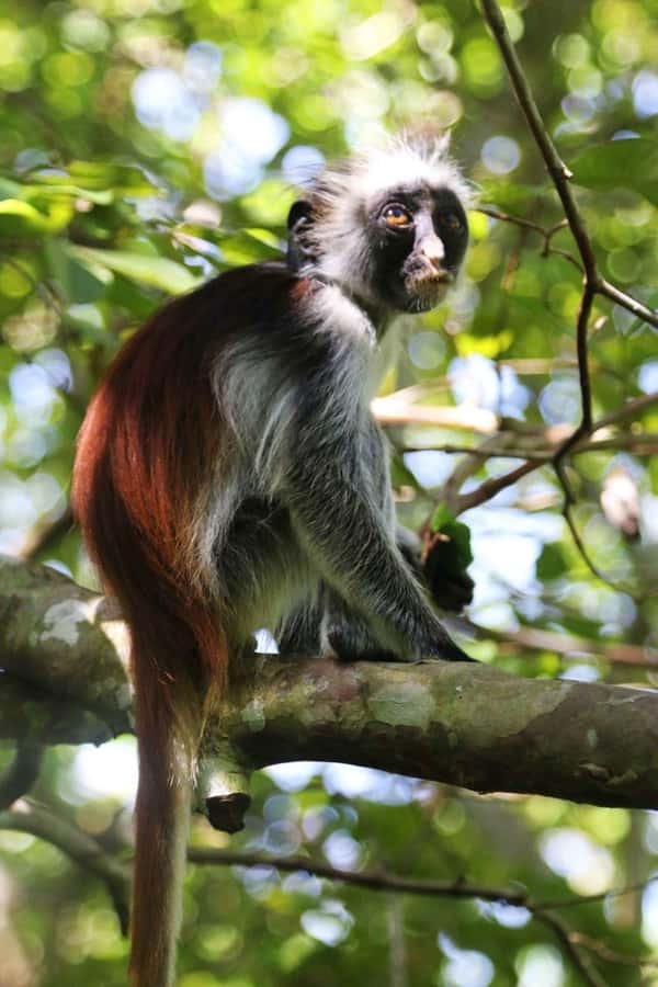 Zanzibar: Red Colobus Monkeys in Jozani Forest Guided Tour - What Makes This Tour Worth Considering