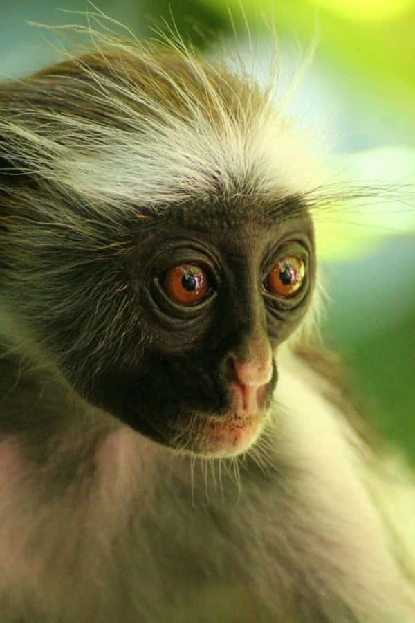 Zanzibar: Red Colobus Monkeys in Jozani Forest Guided Tour - How Much Time Do You Really Spend at the Park?