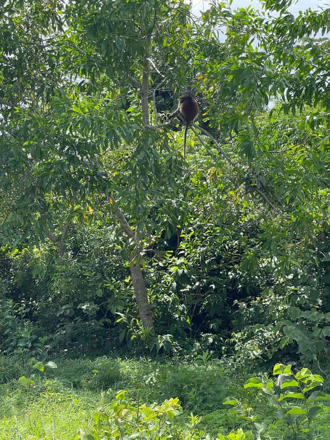 Zanzibar: Red Colobus Monkeys in Jozani Forest Guided Tour - The $99 Price and What You Receive