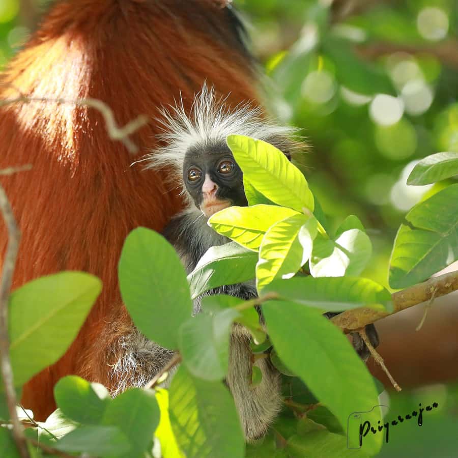 Zanzibar: Red Colobus Monkeys in Jozani Forest Guided Tour - Guides, Languages, and Private Attention