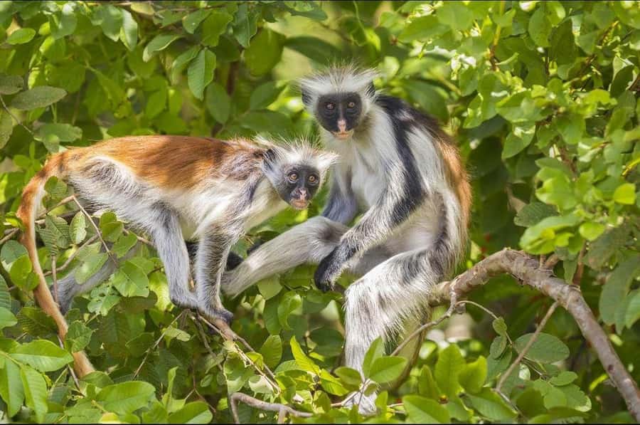 Zanzibar: Red Colobus Monkeys in Jozani Forest Guided Tour - Rain, Footwear, and Other Useful Tips