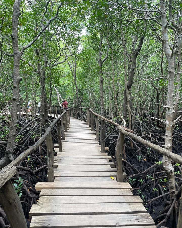 Zanzibar: Red Colobus Monkeys in Jozani Forest Guided Tour - Should You Book It?