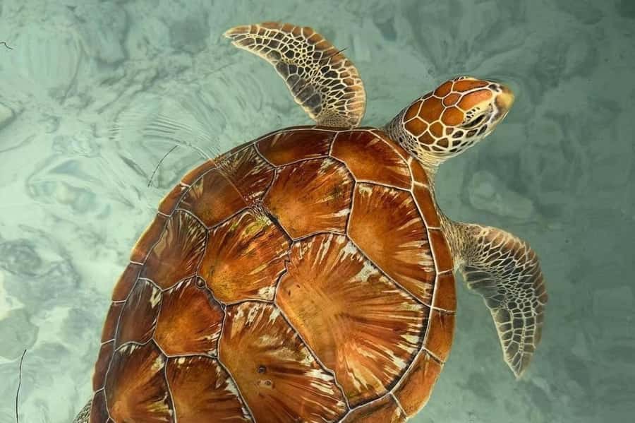 Zanzibar: Salaam cave swimming with turtles & Mtende beach - The 25-minute move to Mtende Beach