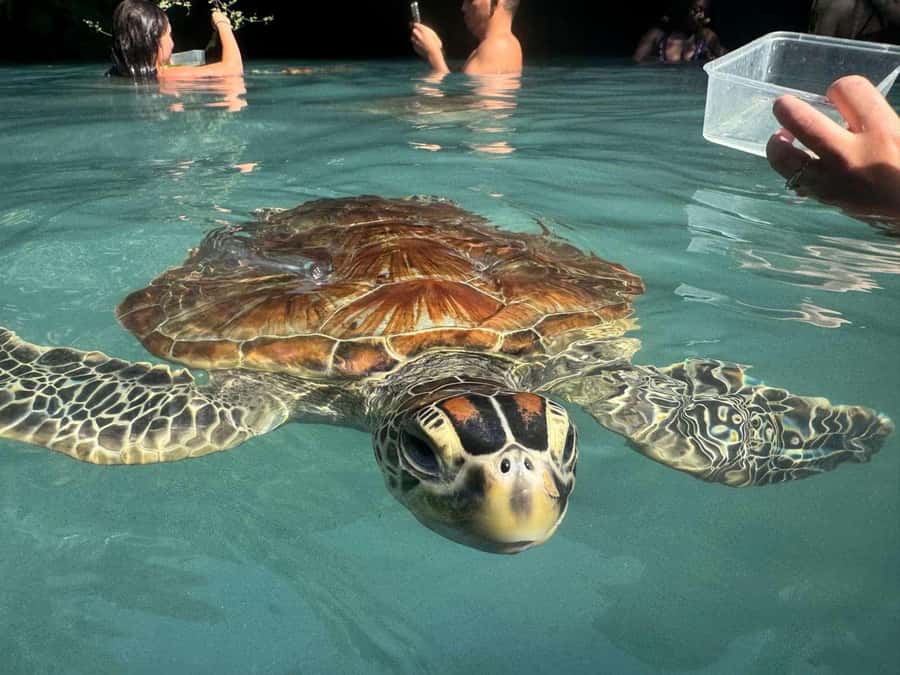 Zanzibar: Salaam cave swimming with turtles & Mtende beach - Private groups and guide quality