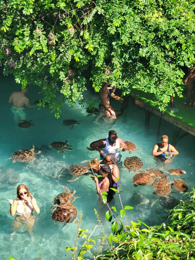 Zanzibar: Salaam cave swimming with turtles & Mtende beach - The drive from Zanzibar to Kizimkazi