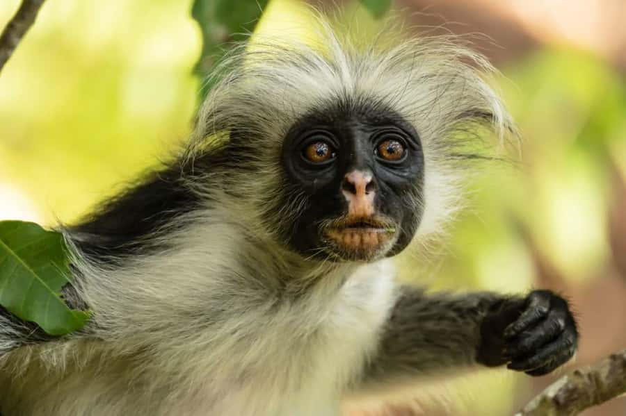 Zanzibar, Salaam Cave Tour, The Rock, Kuza Cave, Paje Beach - Key points at a glance