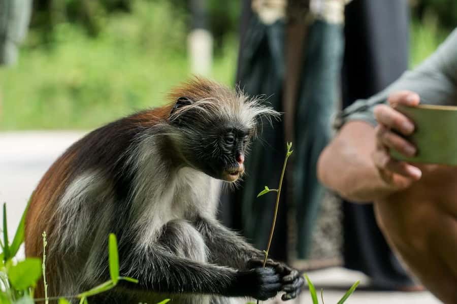 Zanzibar, Salaam Cave Tour, The Rock, Kuza Cave, Paje Beach - Why this southern Zanzibar day works