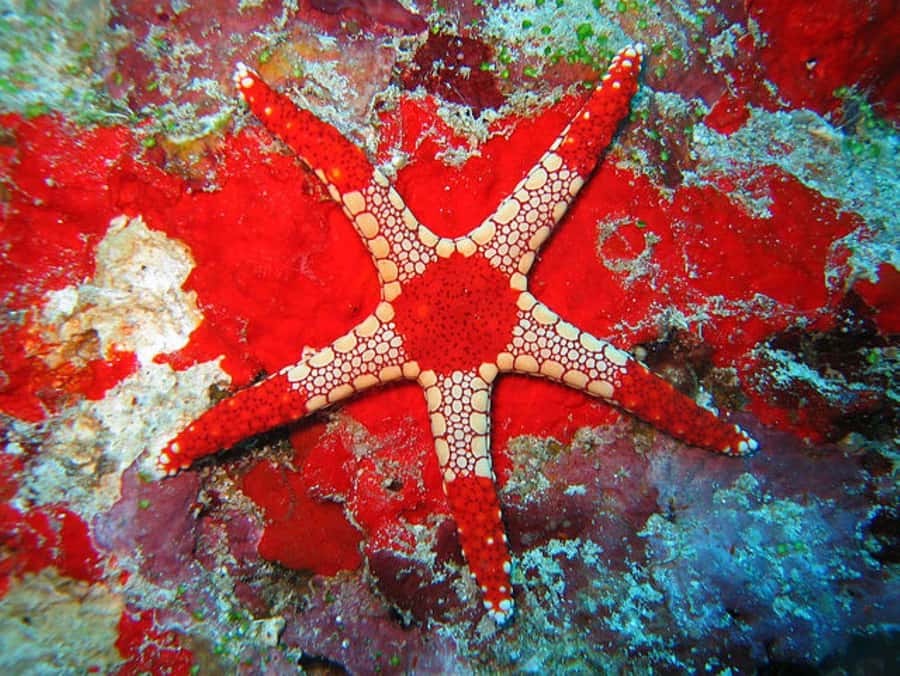 Zanzibar, Salaam Cave Tour, The Rock, Kuza Cave, Paje Beach - Boat time, snorkeling, and starfish