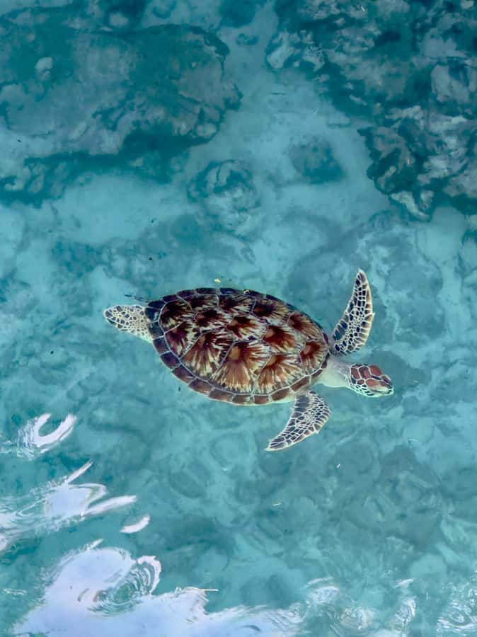Zanzibar: Sea Turtle Swim at Kizimkazi Salaam Cave Tour - What makes Salaam Cave different