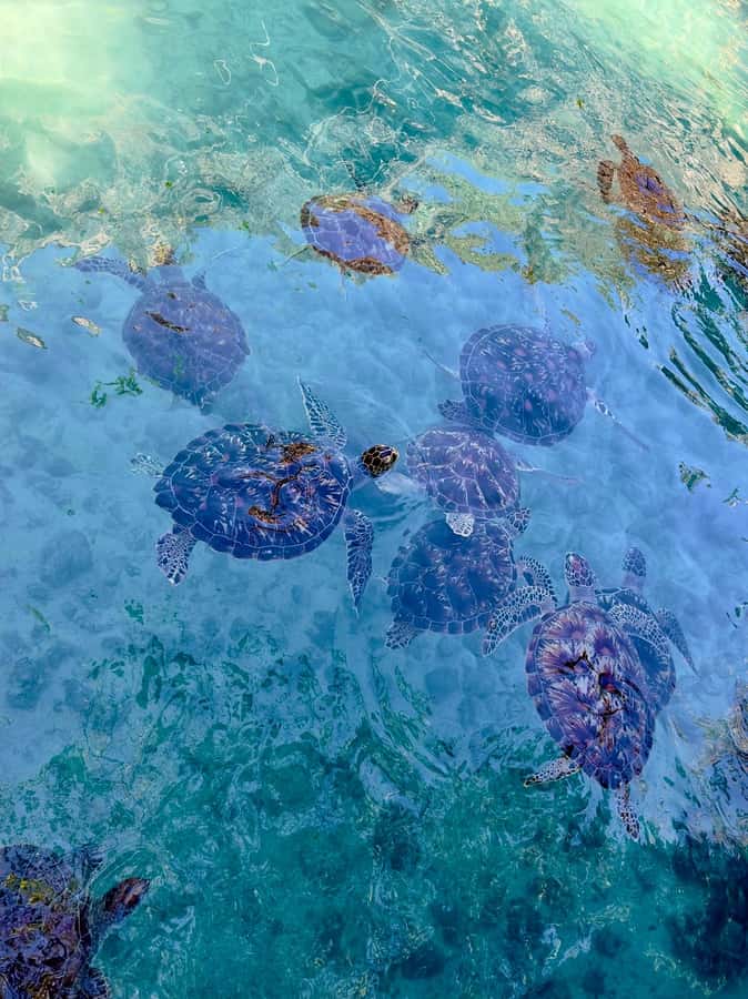 Zanzibar: Sea Turtle Swim at Kizimkazi Salaam Cave Tour - Why the nearby beach matters