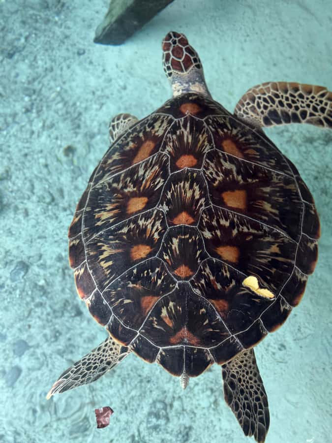 Zanzibar: Sea Turtle Swim at Salam Cave in Kizimkazi Village - Photography, changing, and comfort