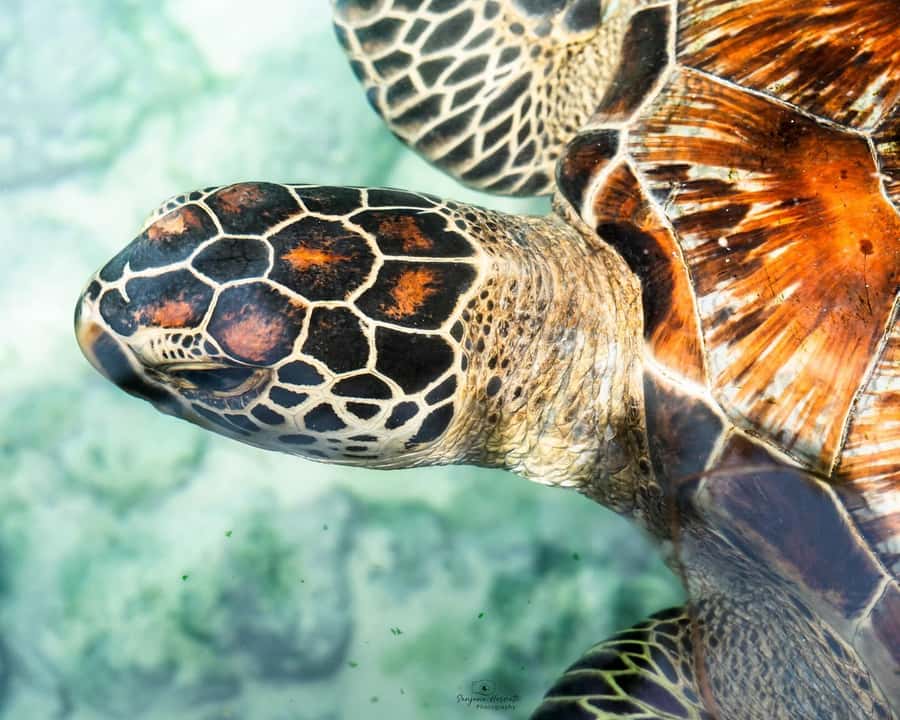 Zanzibar: Sea Turtle Swim at Salam Cave in Kizimkazi Village - Conservation value and responsible behavior