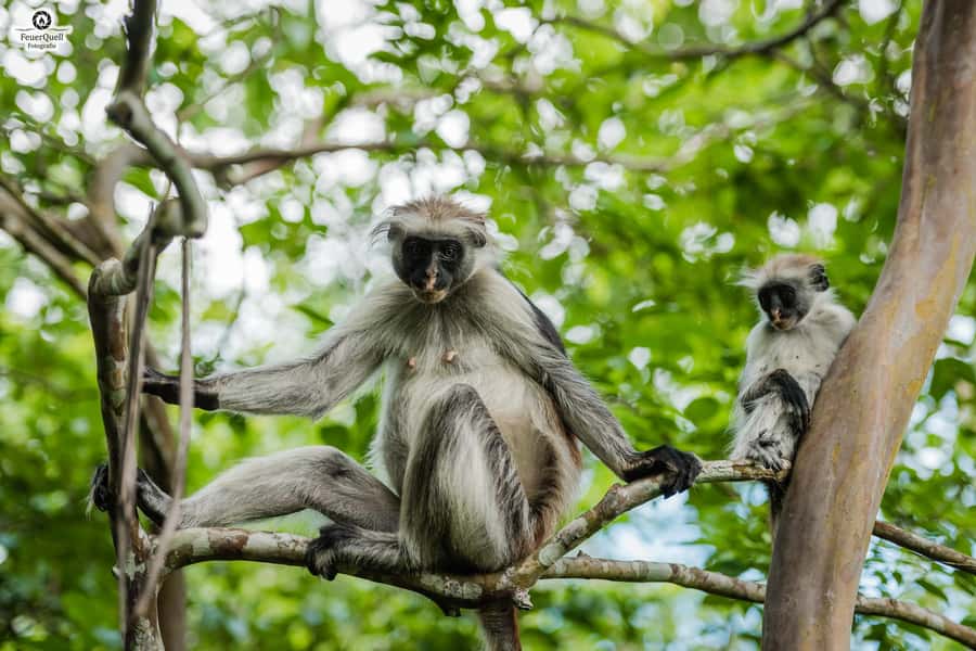 Zanzibar : Secret Beach, Kuza Cave and Jozani with transfer - Key points at a glance