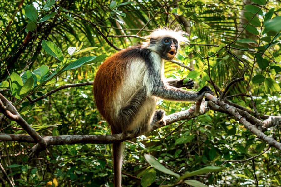 Zanzibar : Secret Beach, Kuza Cave and Jozani with transfer - Should you book Secret Beach, Kuza Cave, and Jozani?