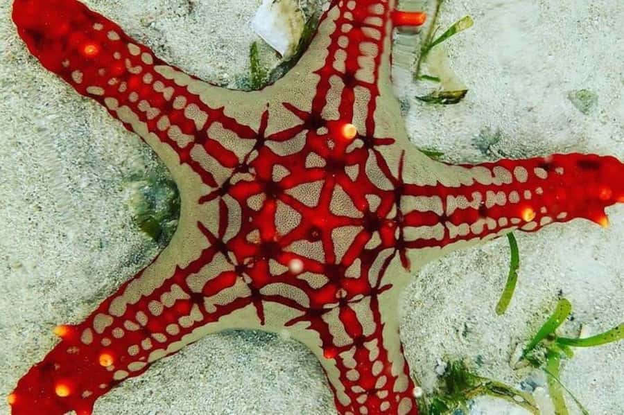 Zanzibar: Snorkeling at blue lagoon & Star fish tour - The important details at a glance