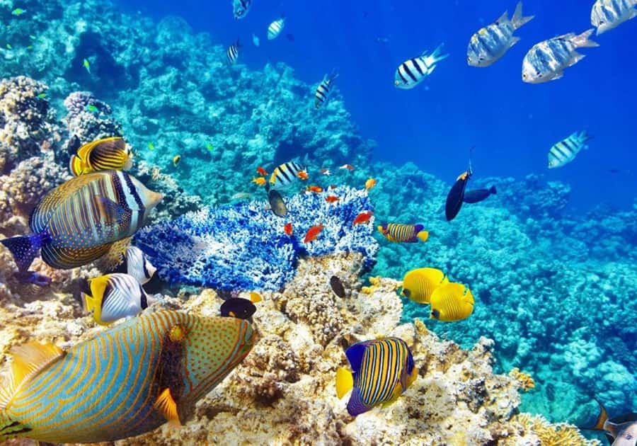 Zanzibar: Snorkeling at blue lagoon & Star fish tour - The starfish area near Pingwe