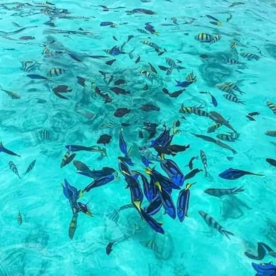 Zanzibar: Snorkeling at blue lagoon & Star fish tour - The guides: friendly, but not always talkative