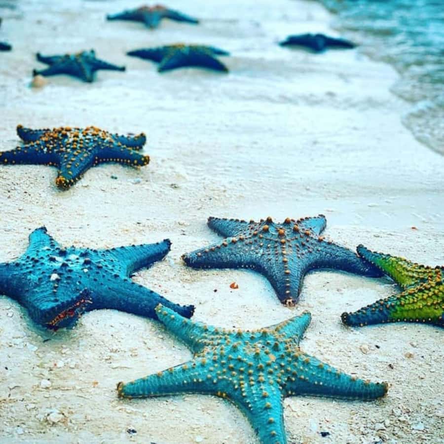 Zanzibar: Snorkeling at blue lagoon & Star fish tour - Who will enjoy this outing most?