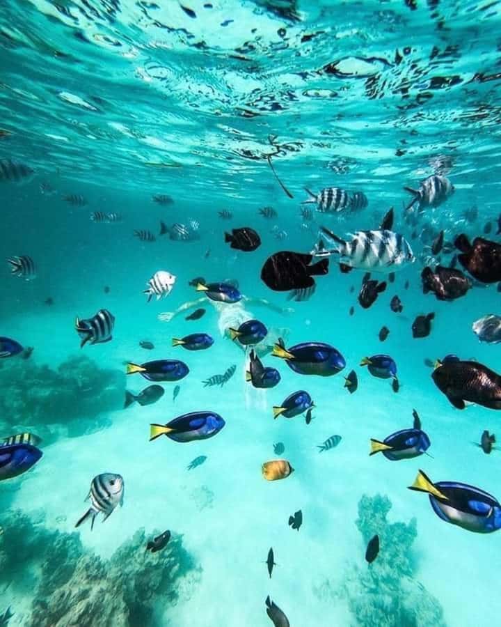 Zanzibar: Snorkeling at blue lagoon & Star fish tour - Booking advice for the best tide
