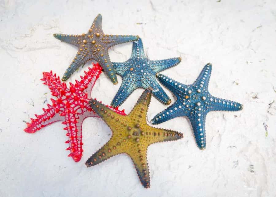 Zanzibar: Snorkeling at blue lagoon & Star fish tour - Blue Lagoon: the main snorkeling stop