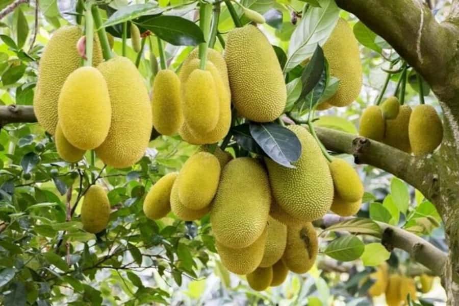 Zanzibar: Spice farm Private tour with Lunch - Tasting fruit straight from the farm