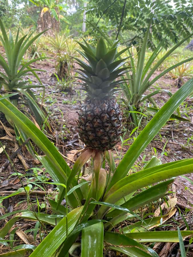 Zanzibar: Spice Farm & Stone Town Tour with Lunch - Inside the private spice farm