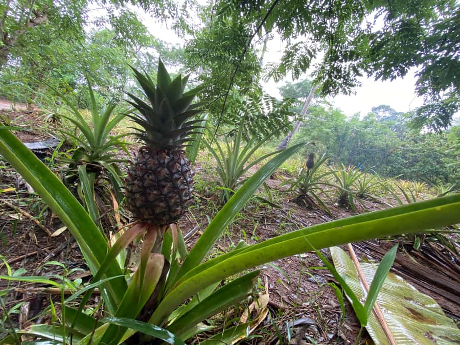 Zanzibar: Spice Farm & Stone Town Tour with Lunch - Who will get the most from this day