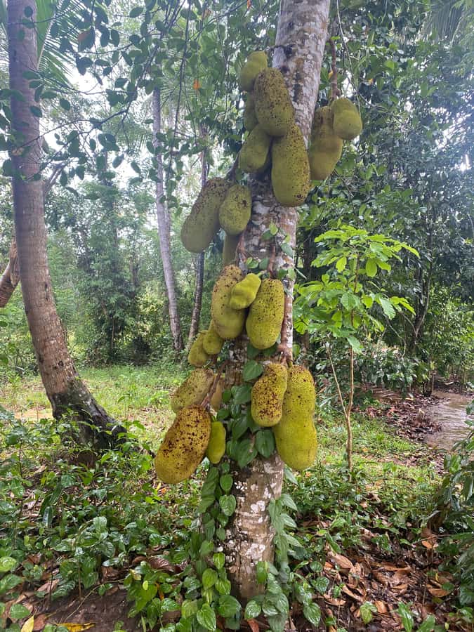 Zanzibar: Spice Farm & Stone Town Tour with Lunch - The road from the beach to the farm