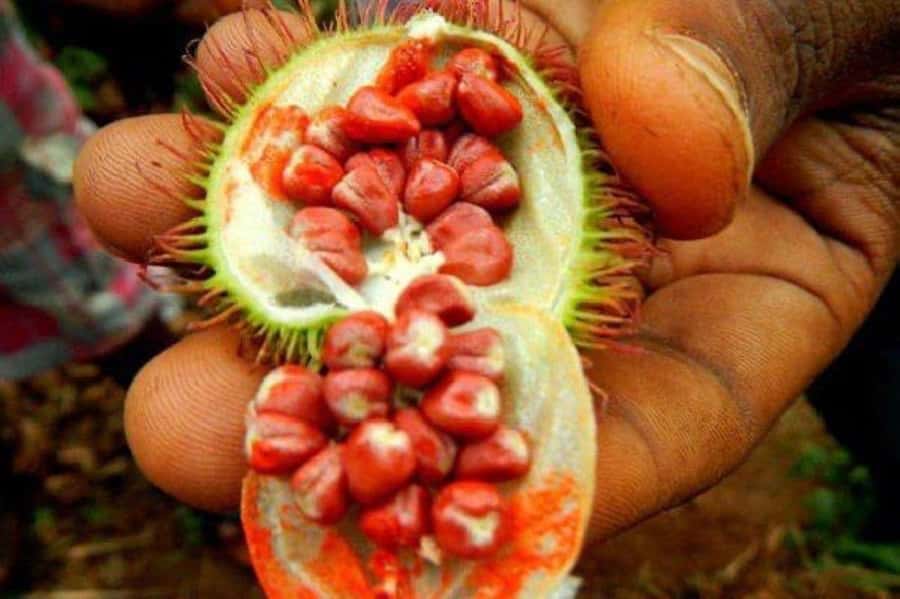 Zanzibar: Spice Farm Tour & Stone Town Adventure - Timing, flexibility, and small practical points